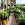 Garden & Balcony